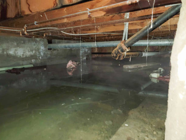 Best Carpet water damage restoration  in Pelzer, SC